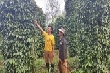 Chặt bỏ cao su, chạy theo 'giấc mơ tỷ phú'... vẫn chỉ là giấc mơ! 